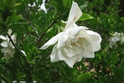 FLORES