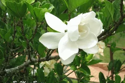 FLORES