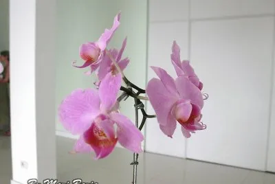 FLORES