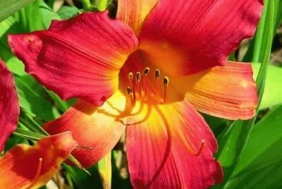 flower