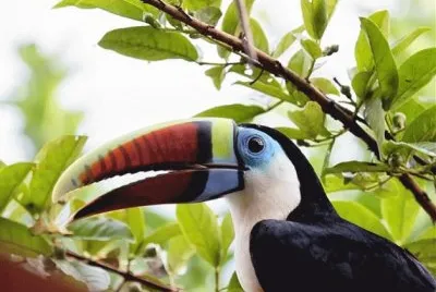 TUCÃN DE PICO ROJO