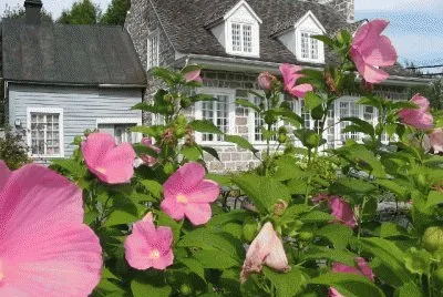 image jigsaw puzzle