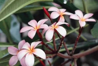FloresÂ¡Â¡