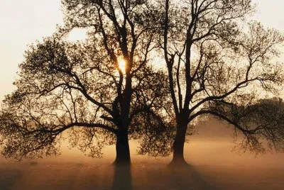 arbol