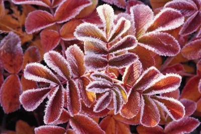 InviernoÂ¡Â¡Â¡ jigsaw puzzle