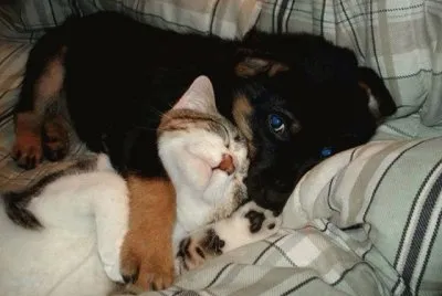 gato y perro jigsaw puzzle