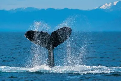 ballena