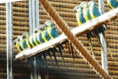 פאזל של loro paque-tenerife