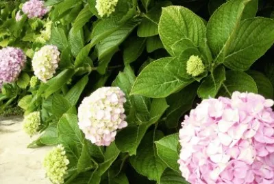 פאזל של hortensias
