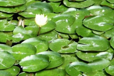 nenufares