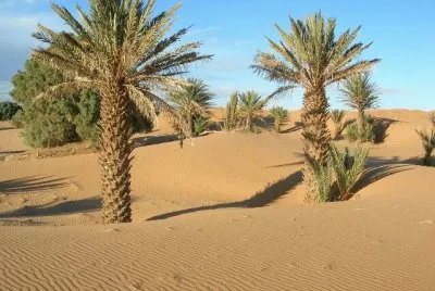 desert palmiers jigsaw puzzle