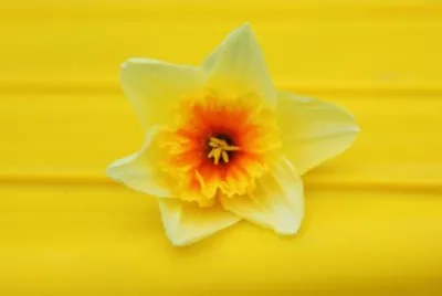 yellow jigsaw puzzle