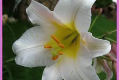 Lilium Blanco