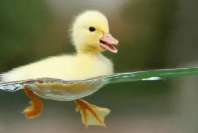 Patito jigsaw puzzle