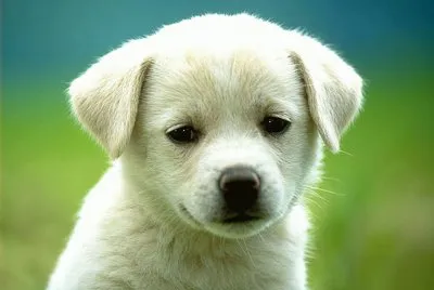 Dog cute