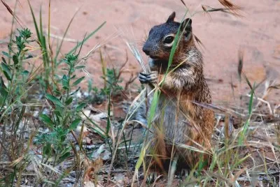 Squirrel jigsaw puzzle