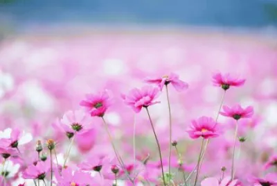 flor silvestre jigsaw puzzle