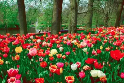 Flores com Ã¡rvores