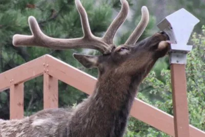 visiting elk