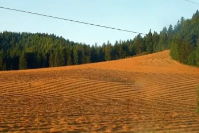 pine copse