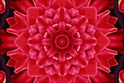 red rose