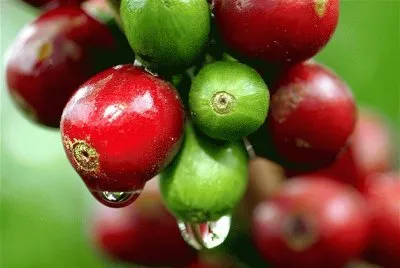 CAFÃ‰ CON ROCÃO