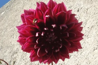 Dalia!