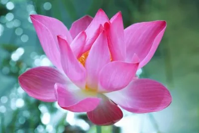 Pink flower