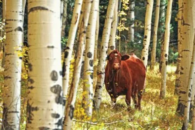 פאזל של Cow in aspens