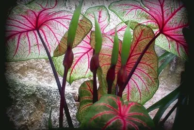 פאזל של planta