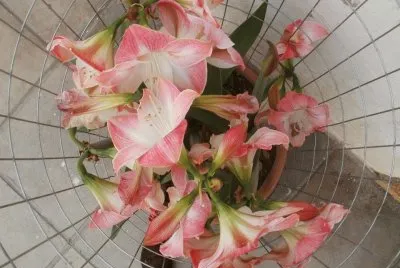 Flores