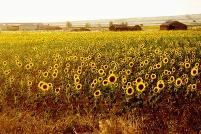 פאזל של campo de girasoles