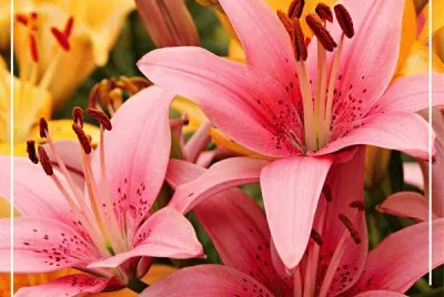lirio rosa