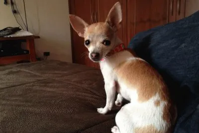 Mi mascota CocÃ³