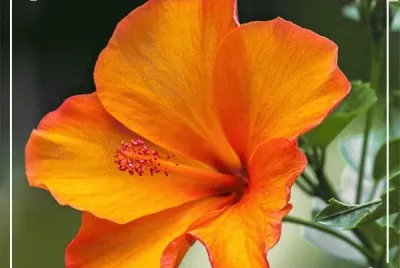 hibisco amarelo jigsaw puzzle