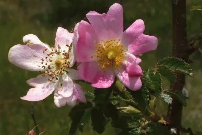 Flors de Gavarrera