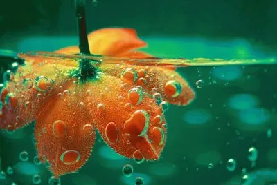 agua