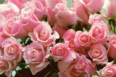 rosal