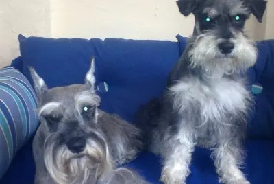 Chato y Baby