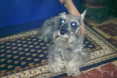 baby