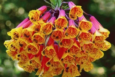 פאזל של flor exÃ³tica