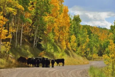 Cimarron Road, Colorado
