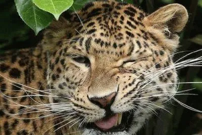Felino