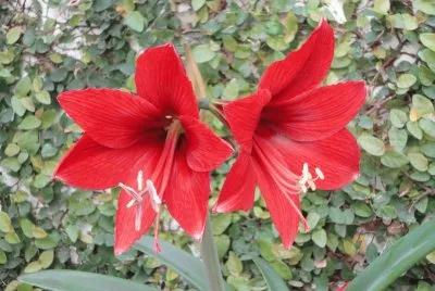 flores