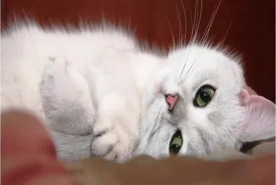 lazy cat