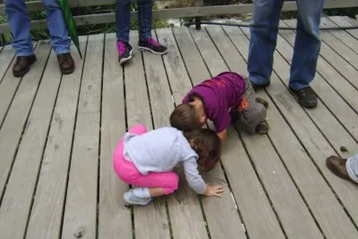 buscando peces