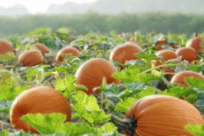 Halloween 3