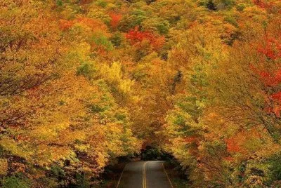 autumn tree tunnel Vermont
