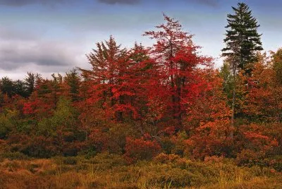 fiery colors of fall