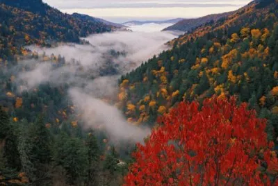 foggy fall view